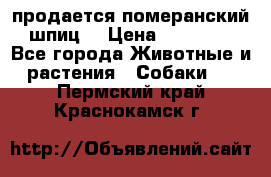 продается померанский шпиц  › Цена ­ 35 000 - Все города Животные и растения » Собаки   . Пермский край,Краснокамск г.